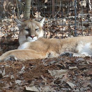 Mountain Lion