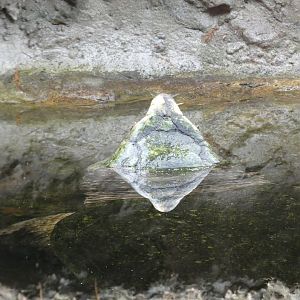 Alligator Snapping Turtle