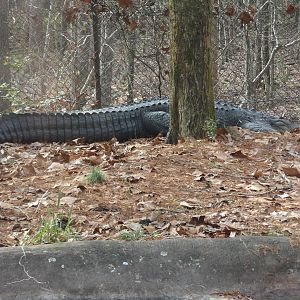 American Alligator "Gatorboy"