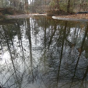 American Alligator exhibit 3 (view from shelter)