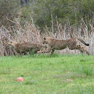 Cheetah running