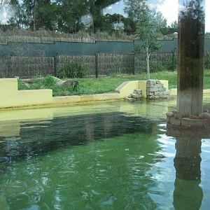 Otter enclosure and pool
