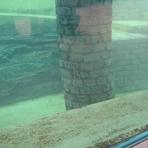 Otter enclosure and pool