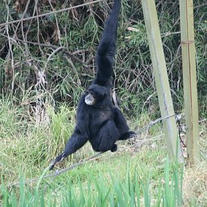 Siamang