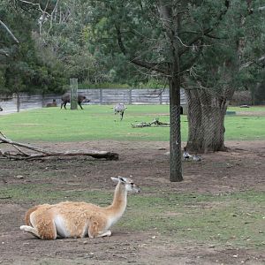 South American Exhibit