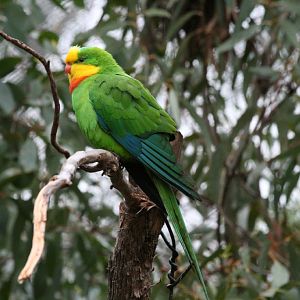 Superb Parrot