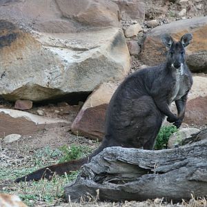 Wallaroo male