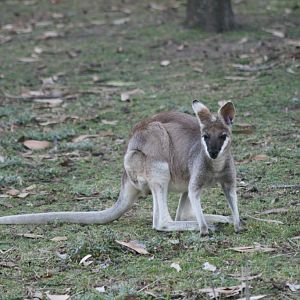Prettyface or Whiptail Wallaby
