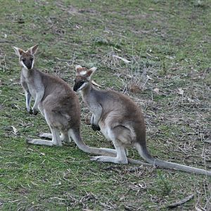 Prettyface or Whiptail Wallaby