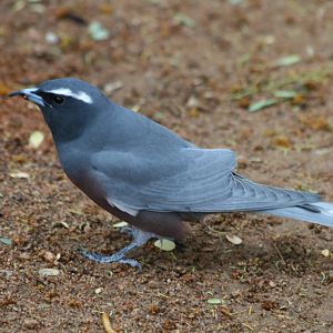 White-browed Wood Swallow