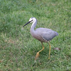 White-faced Heron