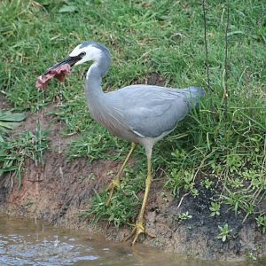 White-faced Heron with stolen food