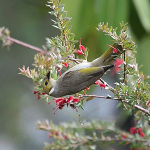 White-plumed Honeyeater (wild)