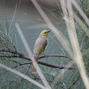 White-plumed Honeyeater (wild)