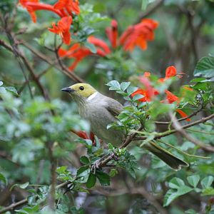 White-plumed Honeyeater (wild)