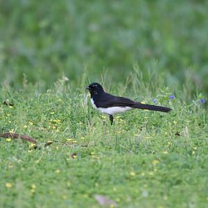 Willie Wagtail (wild)