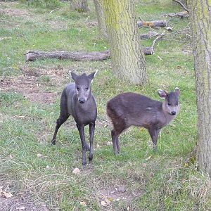 Tufted Deer