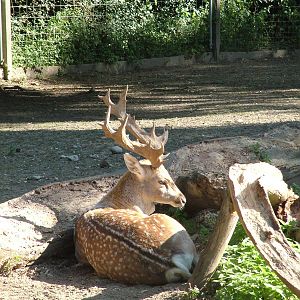 Fallow Deer at Lange Erlen, 30/08/09