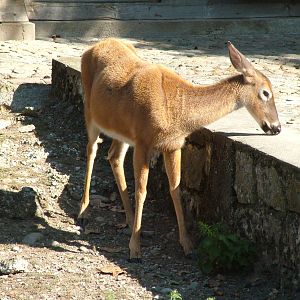 White-tailed Deer at Lange Erlen, 30/08/09