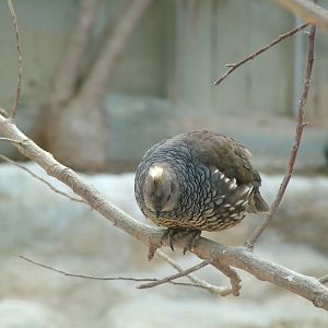 Scaled Quail at Birdland 19/09/09