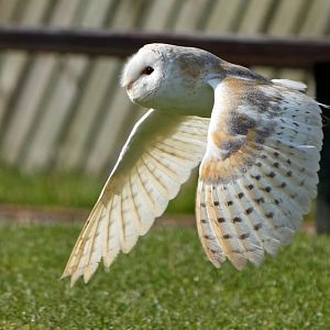 Barn Owl in Flight