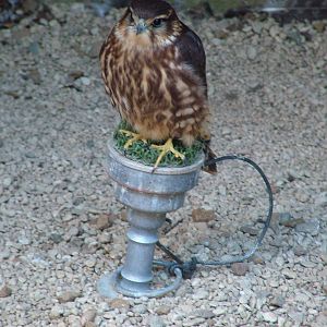 Merlin at Cotswold Falconry 20/09/09