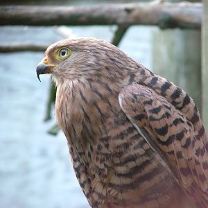 Greater Kestrel at Cotswold Falconry 20/09/09