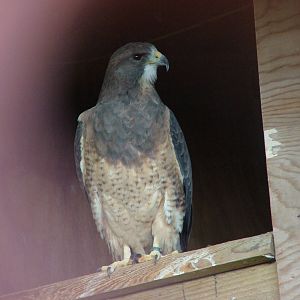 Swainson's Hawk at Cotswold Falconry 20/09/09