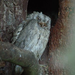 Pallid Scops Owl at Cotswold Falconry 20/09/09