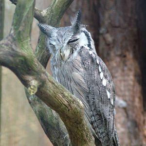 Southern White-faced Scops Owl at Cotswold Falconry 20/09/09