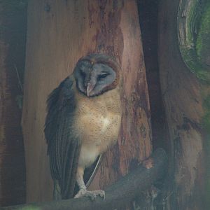 Ashy-faced Owl at Cotswold Falconry 20/09/09