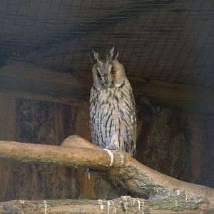 Long-eared Owl at Cotswold Falconry 20/09/09