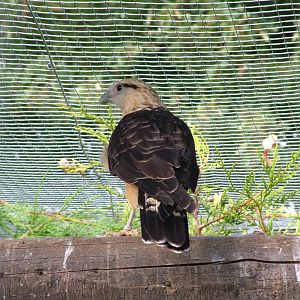 Yellow-headed Caracara at Cotswold Falconry 20/09/09