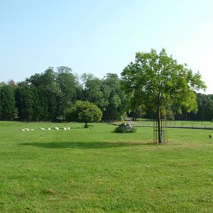 Scimitar-horned Oryx paddock at Cotswold WP 19/09/09