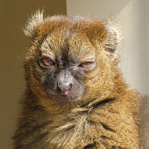 Broad-nosed Gentle Lemur at Cotswold WP 19/09/09