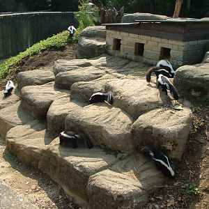 Striped Skunk exhibit at Cotswold WP 19/09/09