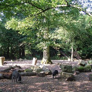 Visayan Warty Pig enclosure at Cotswold WP 19/09/09