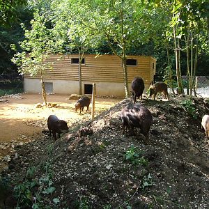 White-lipped Peccary enclosure at Cotswold WP 19/09/09