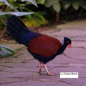 Pheasant Pigeon ( Otidiphaps nobilis nobilis )