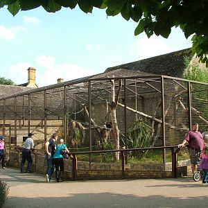 Purple-faced Langur exhibit at Cotswold WP 19/09/09