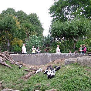 Striped Skunk exhibit at Cotswold WP 19/09/09