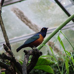 Hildebrandt's Starling at Cotswold WP 19/09/09