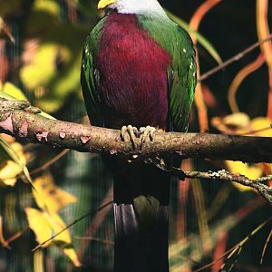 Wompoo Fruit-Dove (Ptilinopus magnificus)