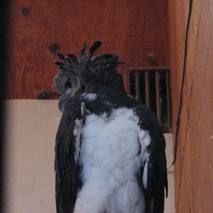 Harpy Eagle