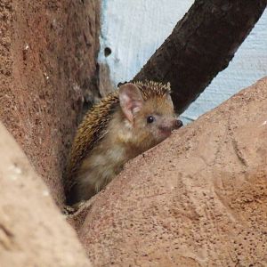 Long-eared Hedgehog
