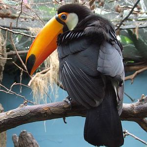 Toco Toucan