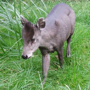 Michie's Tufted Deer