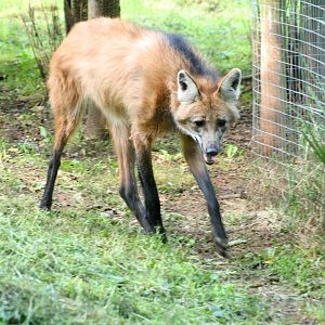 Maned wolf