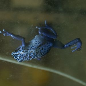 Blue poison dart frog