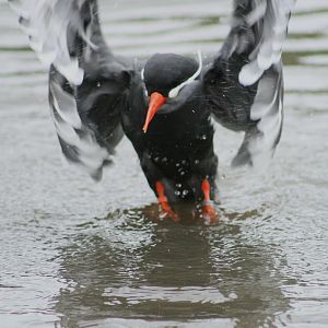 Inca tern